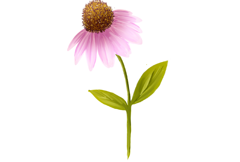 10 day challange of garden blooms procreate