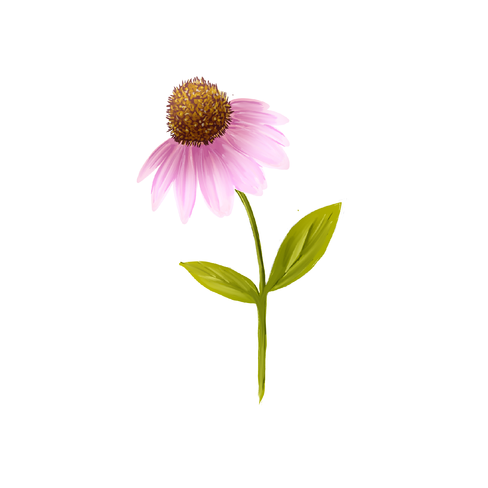 10 day challange of garden blooms procreate - student project