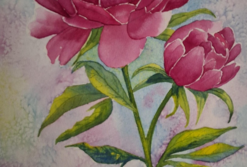 Peonies