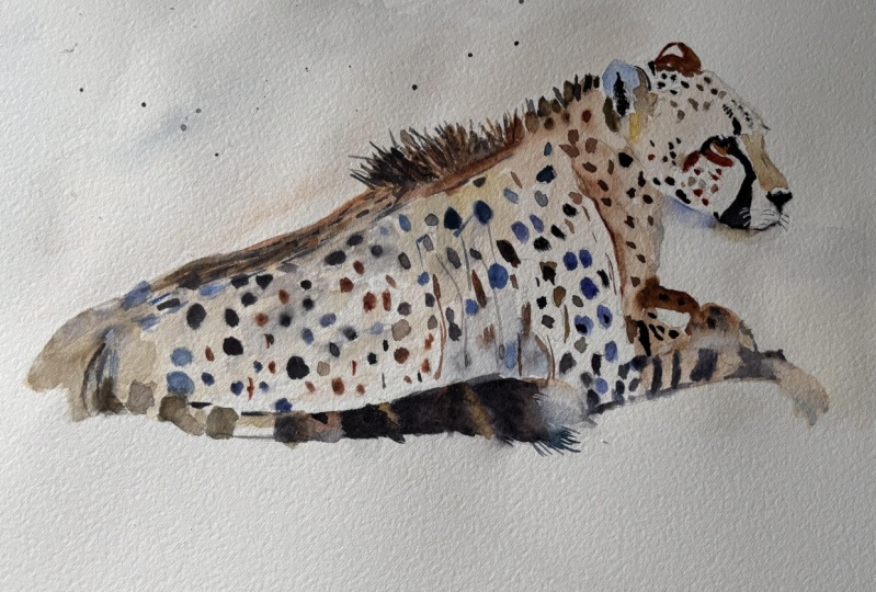 Watercolour cheetah:Gesture, light and flow