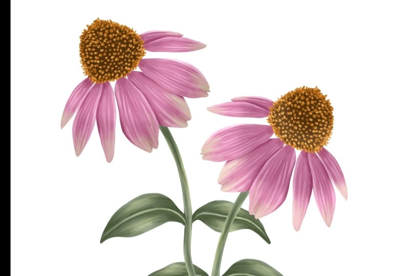 Coneflower