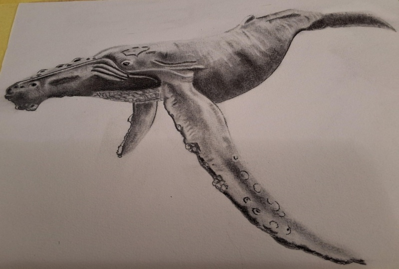Humpback whale