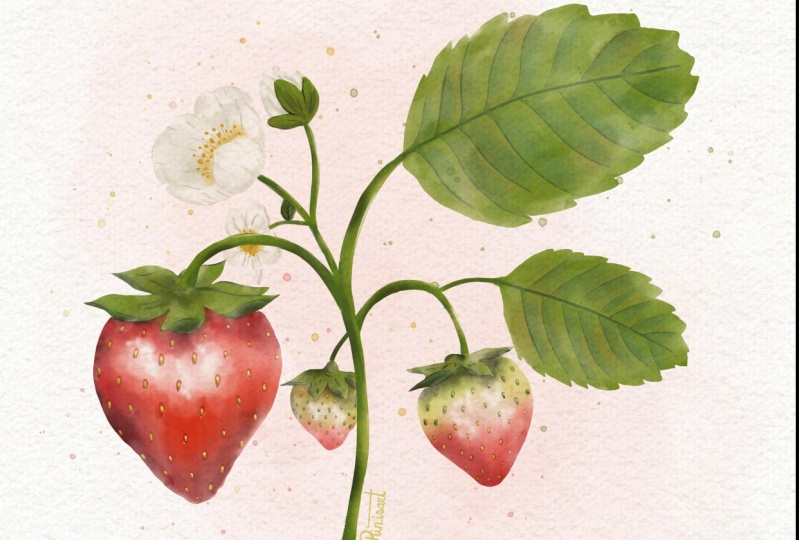 Watercolour strawberry