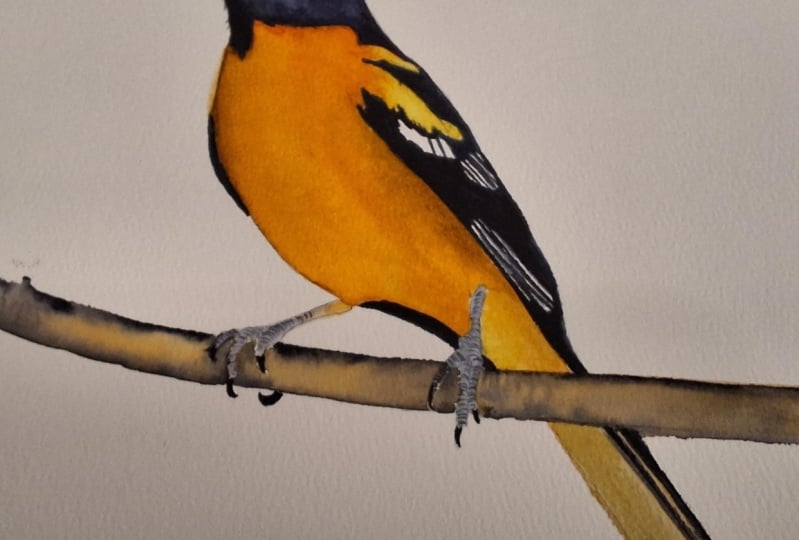 ORIOLE