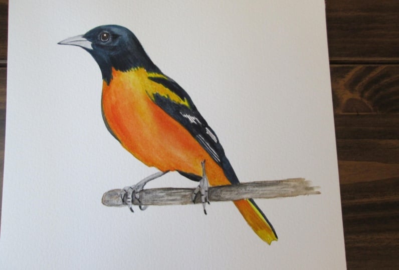Watercolor Oriole