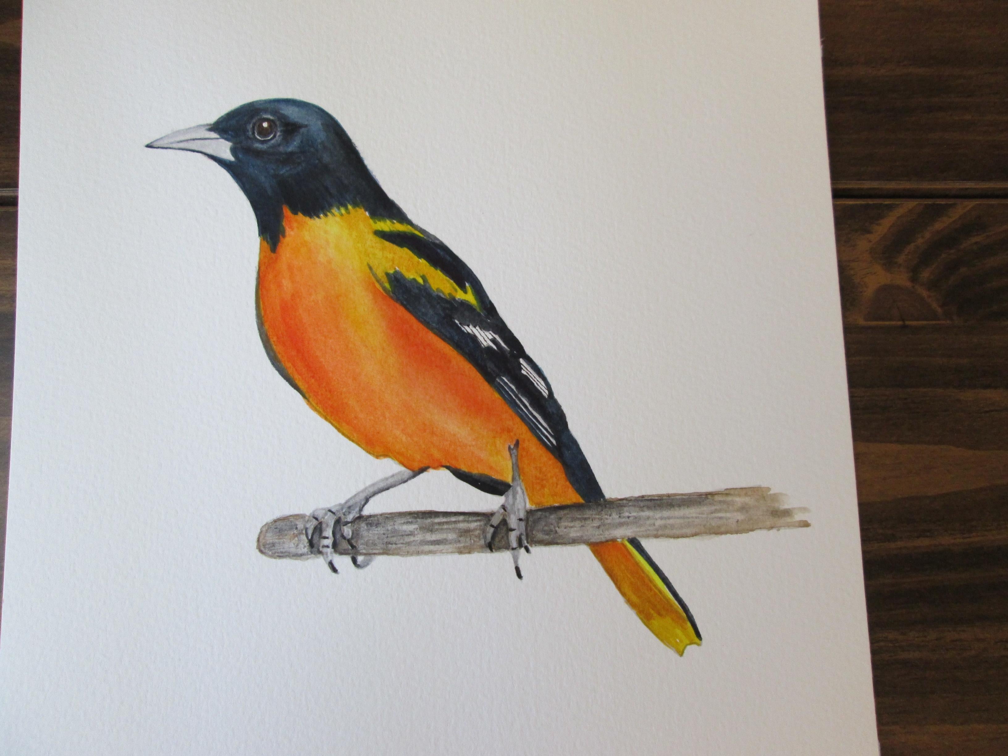 Watercolor Oriole - student project