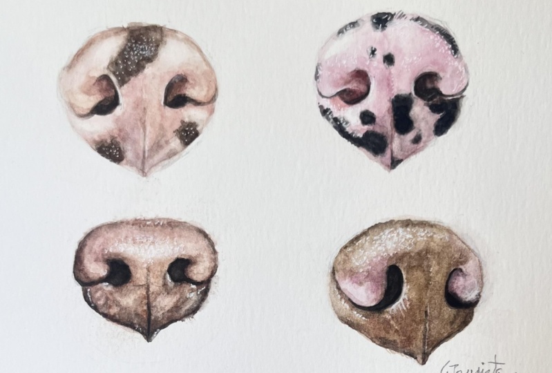 Let's Paint Dogs Noses