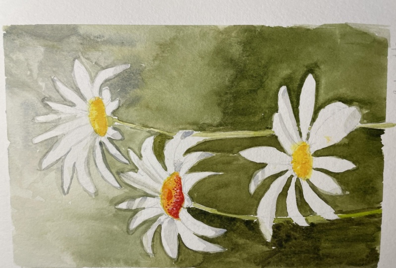 Chamomile flowers