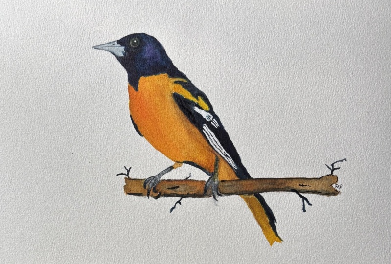 Watercolour oriole in underpainting