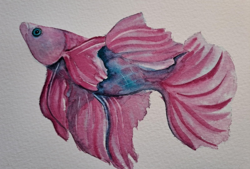 Betta Fish