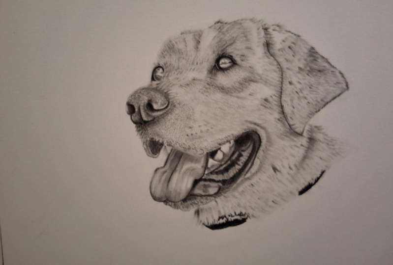 Labrador