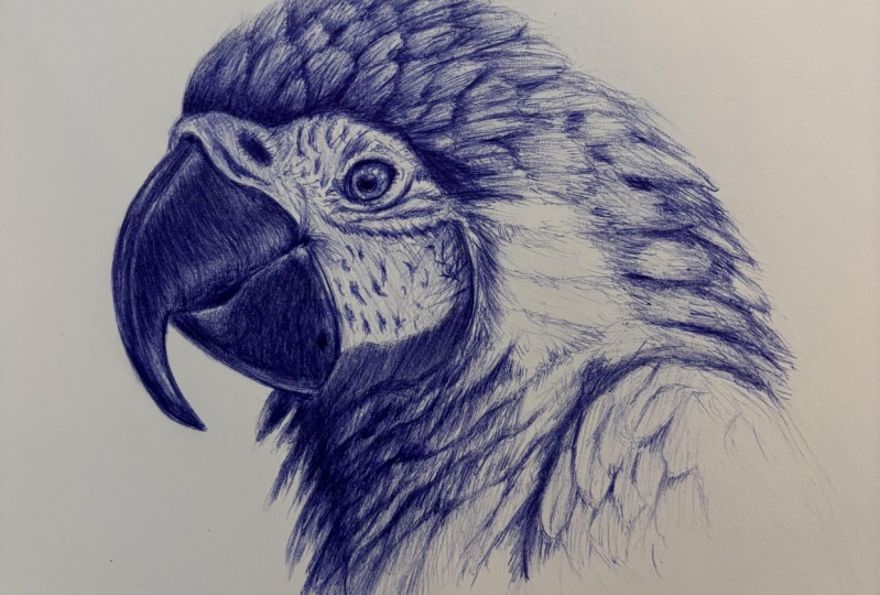 Macaw with ballpoint pen