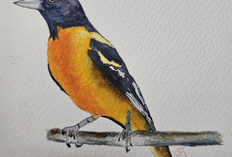 Orioles w/c