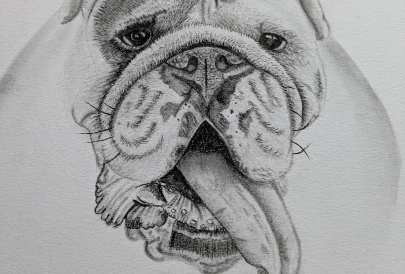 Bulldog