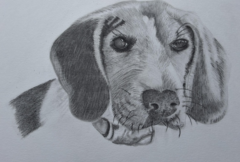 Beagle