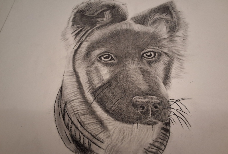 German  shepherd