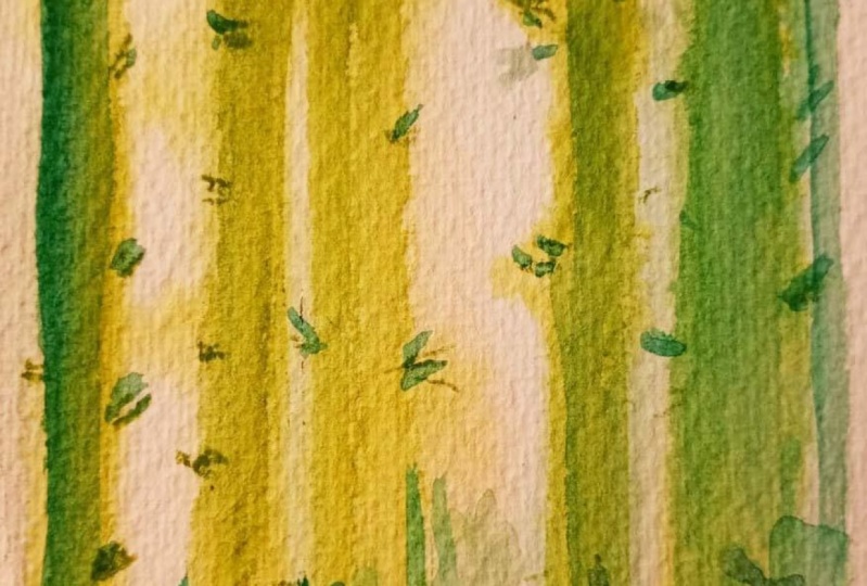 Forest: pine trees