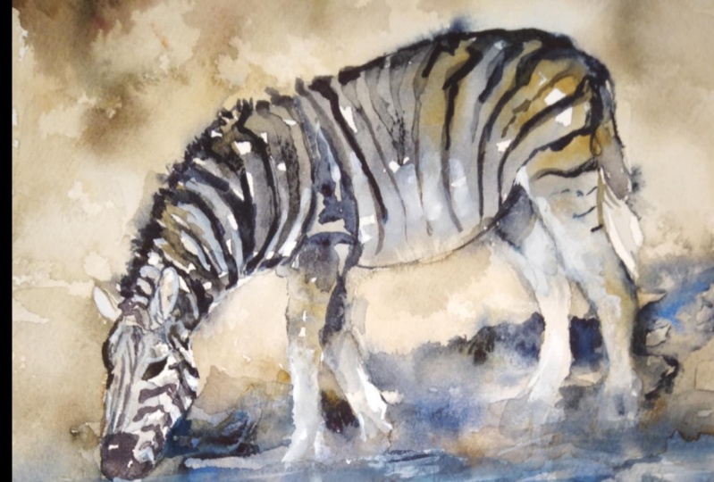 Akvarelová zebra – přímý přístup