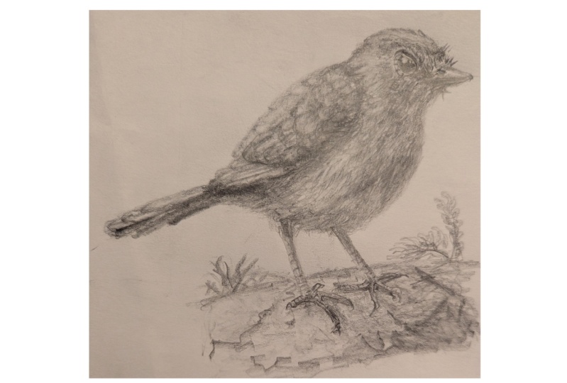 American Robin