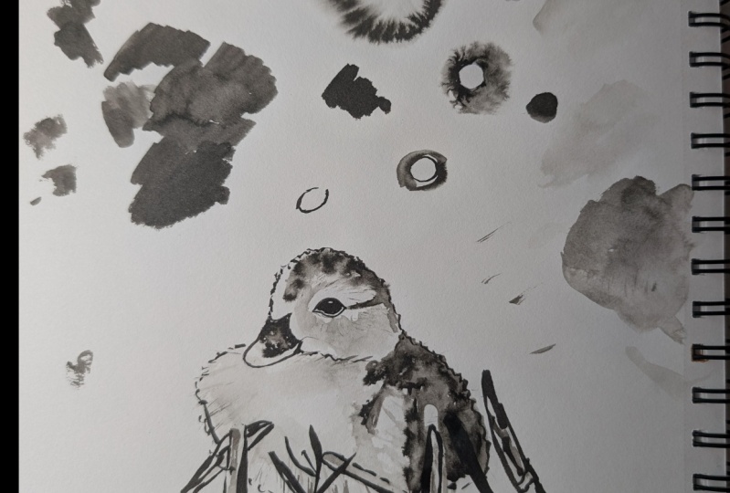 ink duck