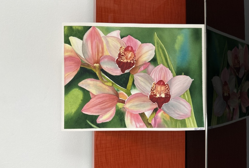 Orchidées 🌺🍀🌞