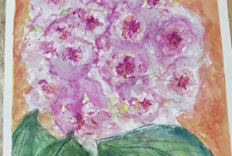 Hydrangea