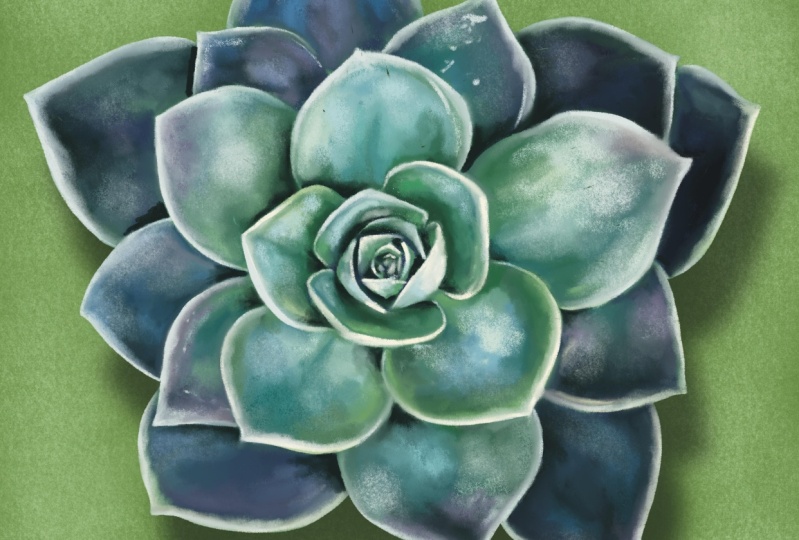 Pastel succulent flower