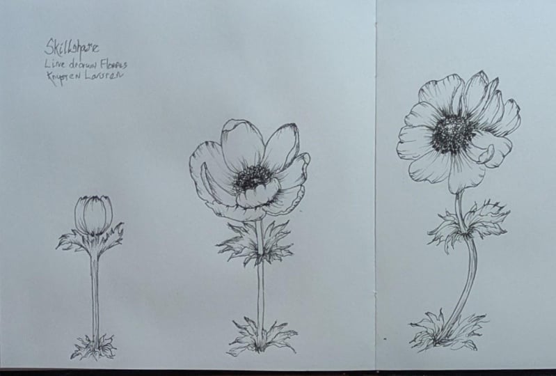 Line drawn anemone
