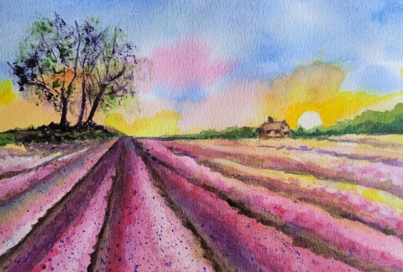 Lavender Fields