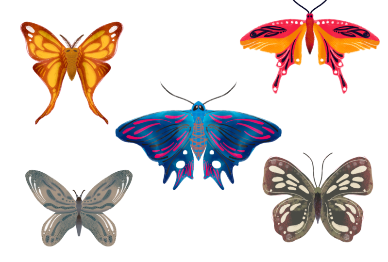 Butterflies and Textures