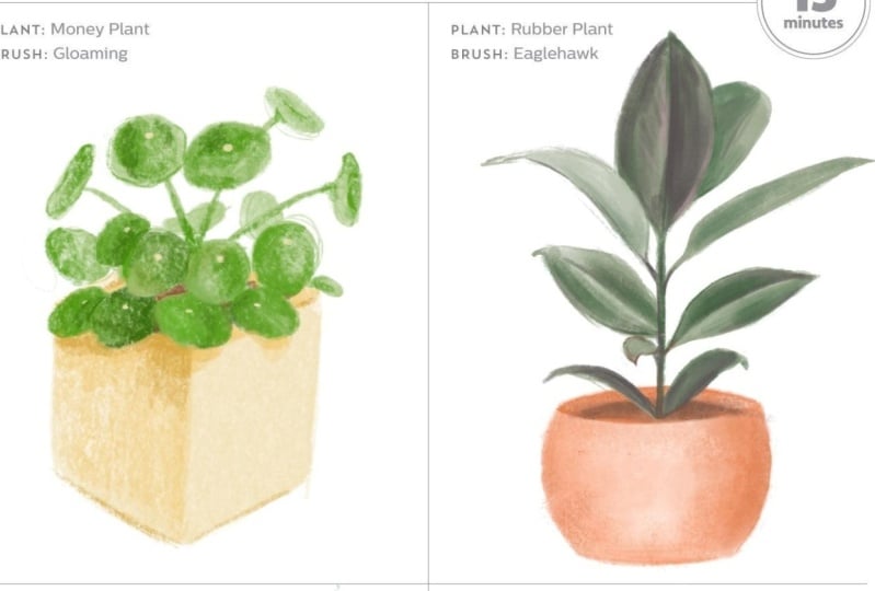 House plants
