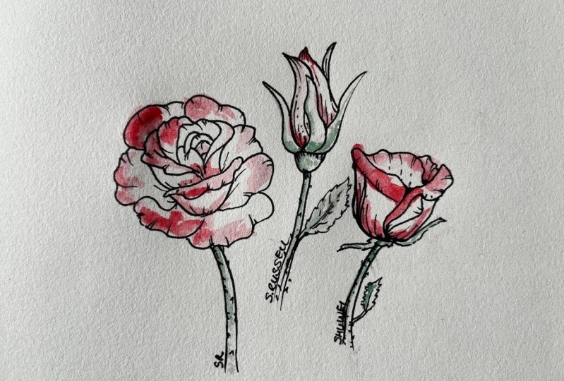 Rose