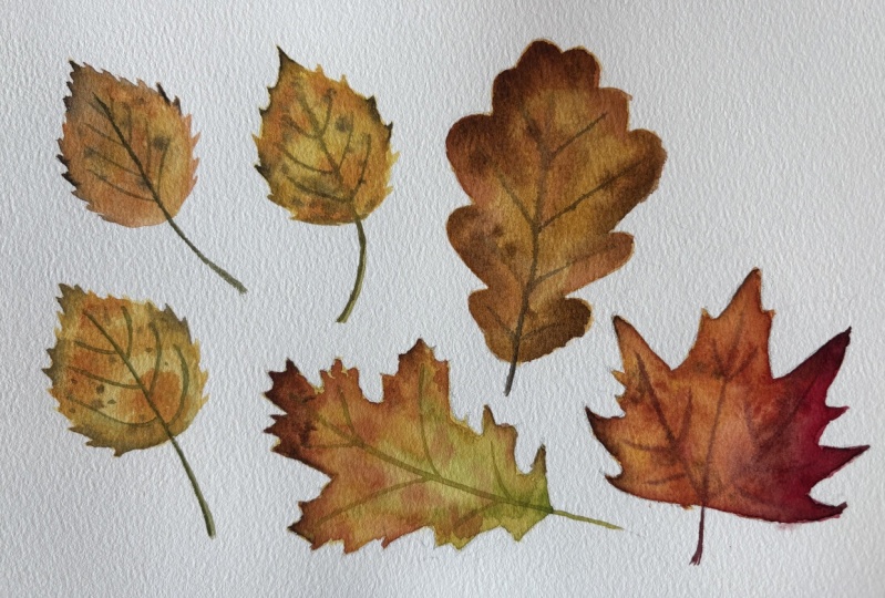 Autumn leaves