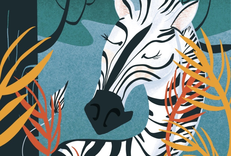 Zebra