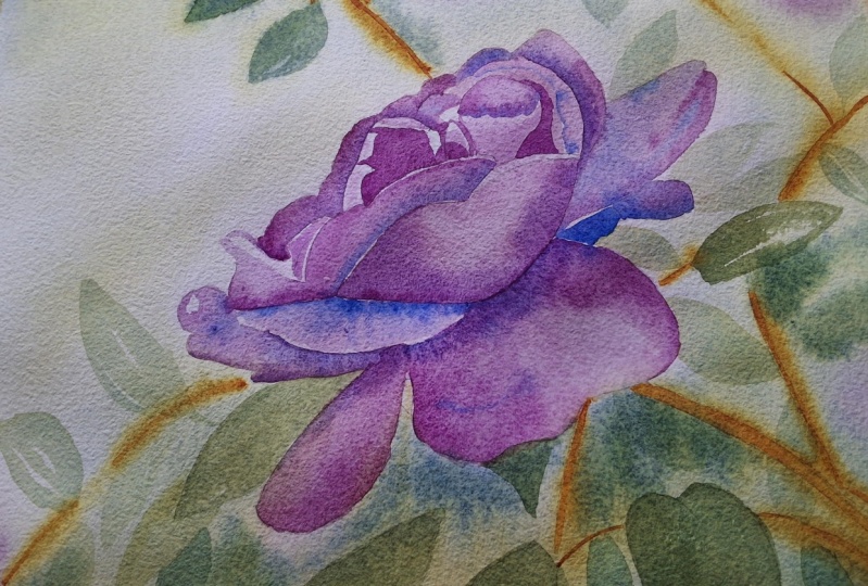 A wild rose