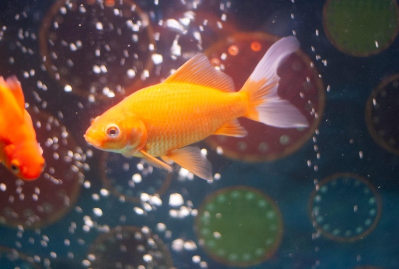 Fish