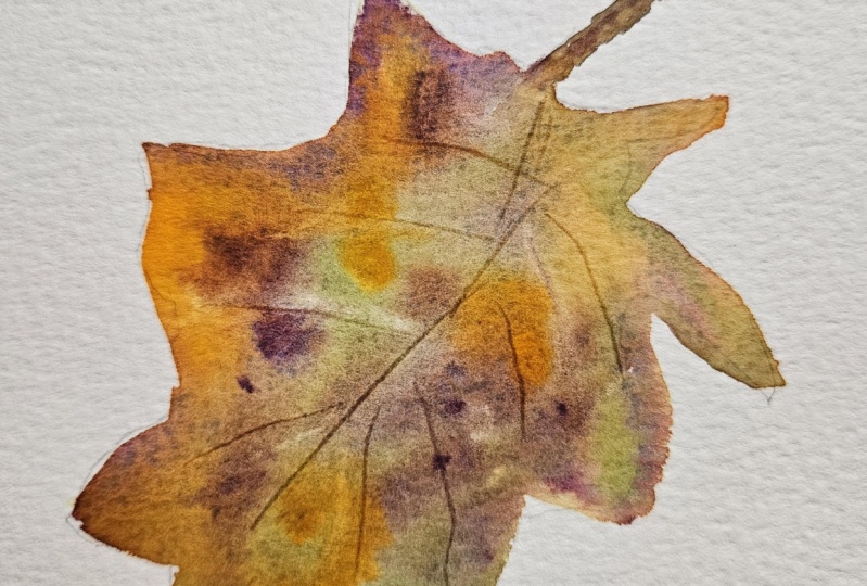 Autumn leaves