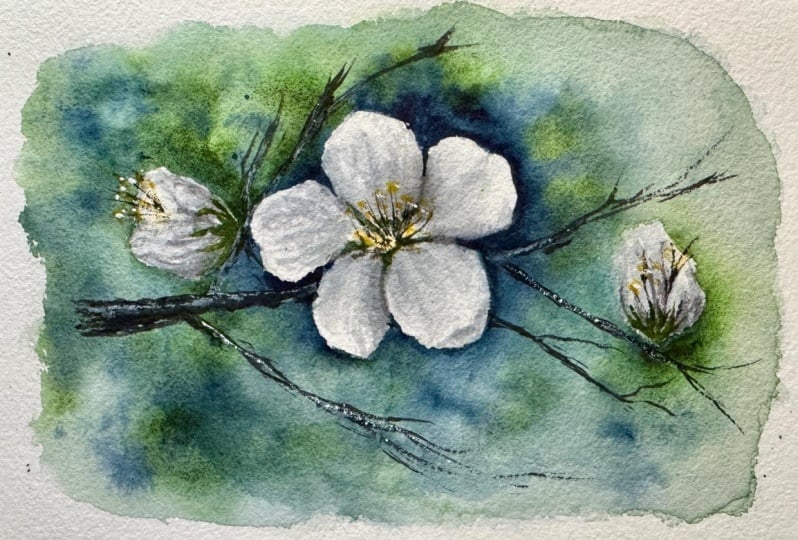 Cherry Blossoms