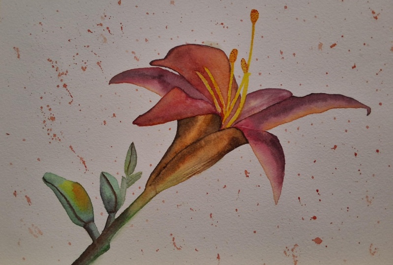 Botanical  series 1, watercolor  lily