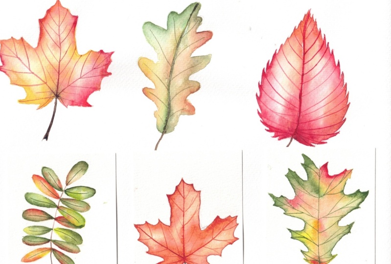 fall leaves