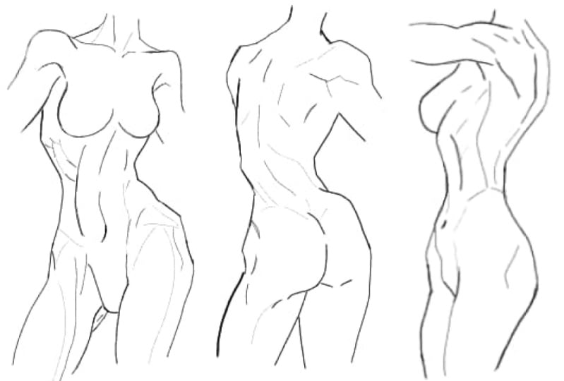 torso