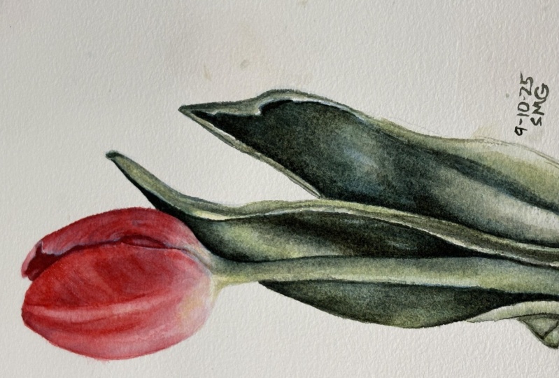 Coral Tulip
