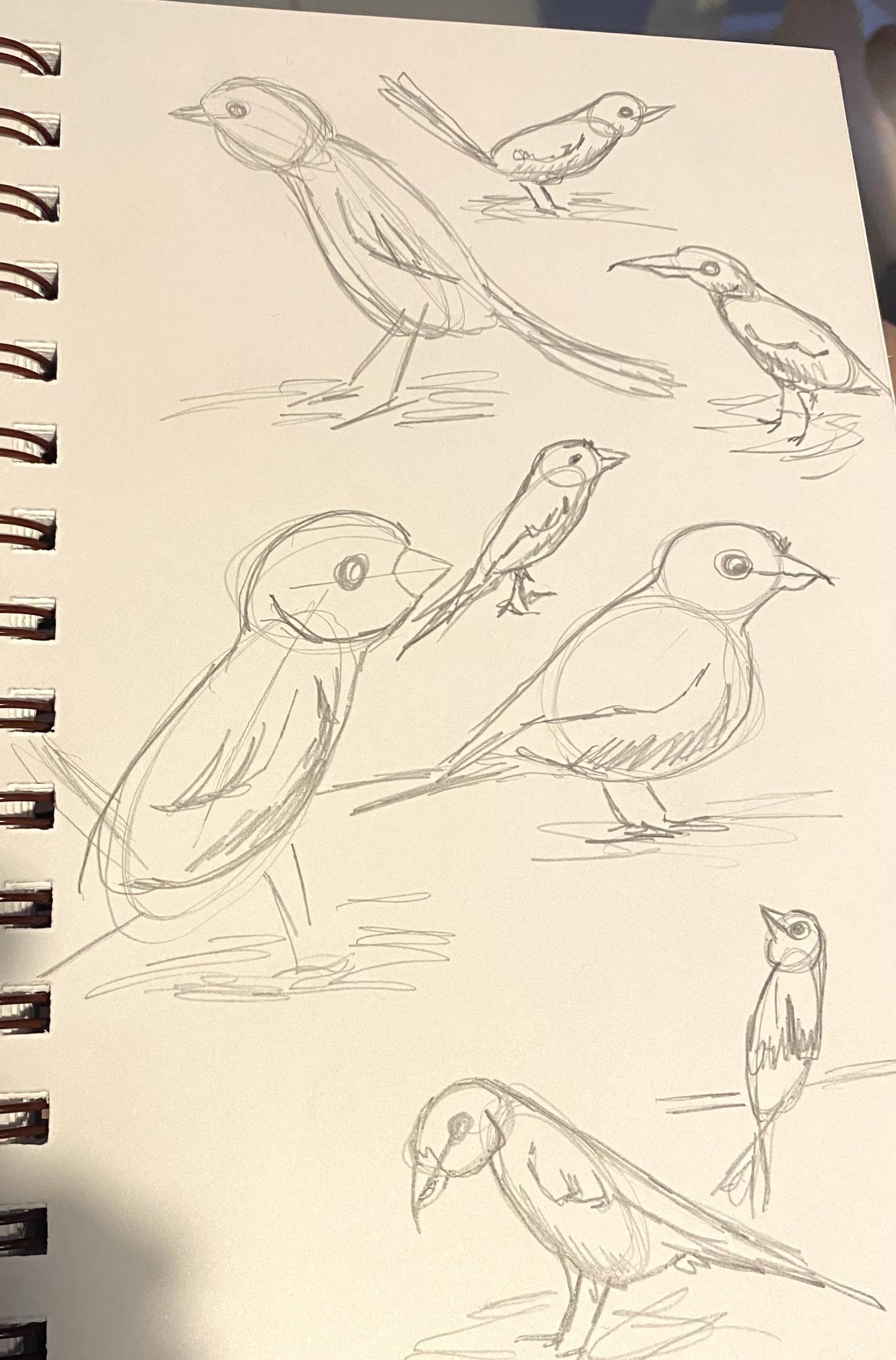 Quirky bird sketch - student project