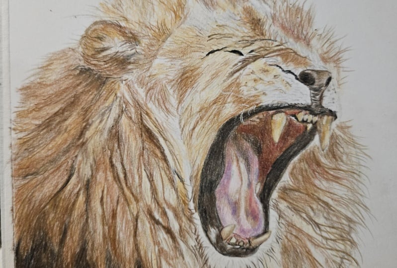 Lion colored pencils