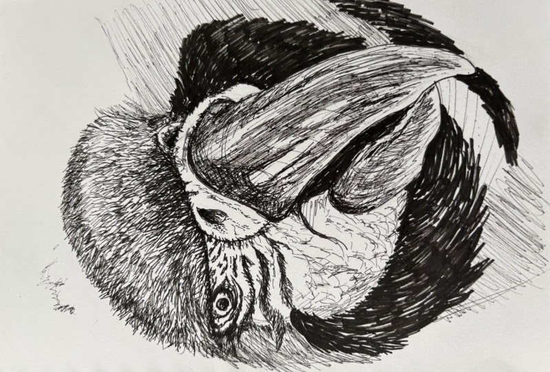 pen texture macaw
