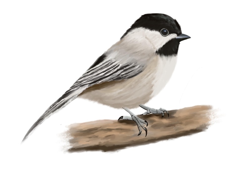 Carbonero