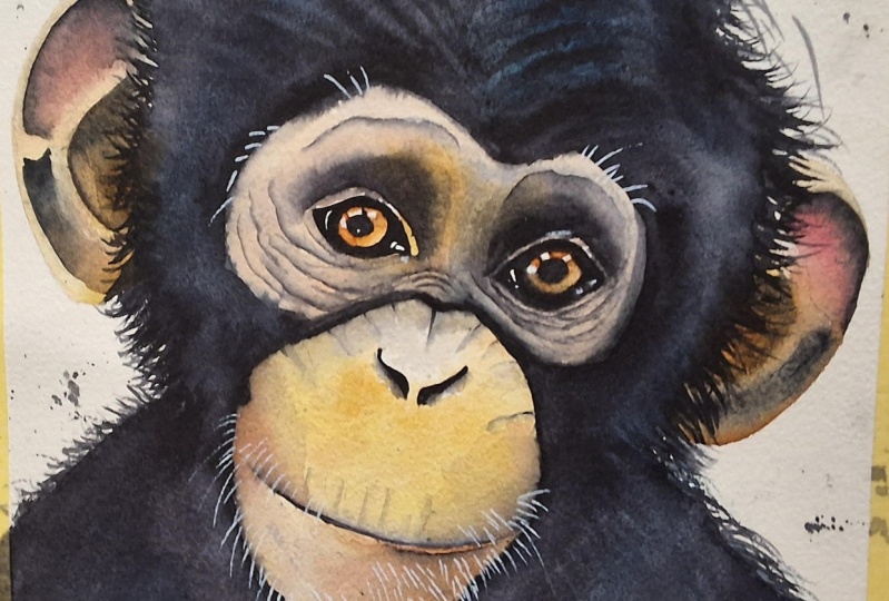 Chimpanzee
