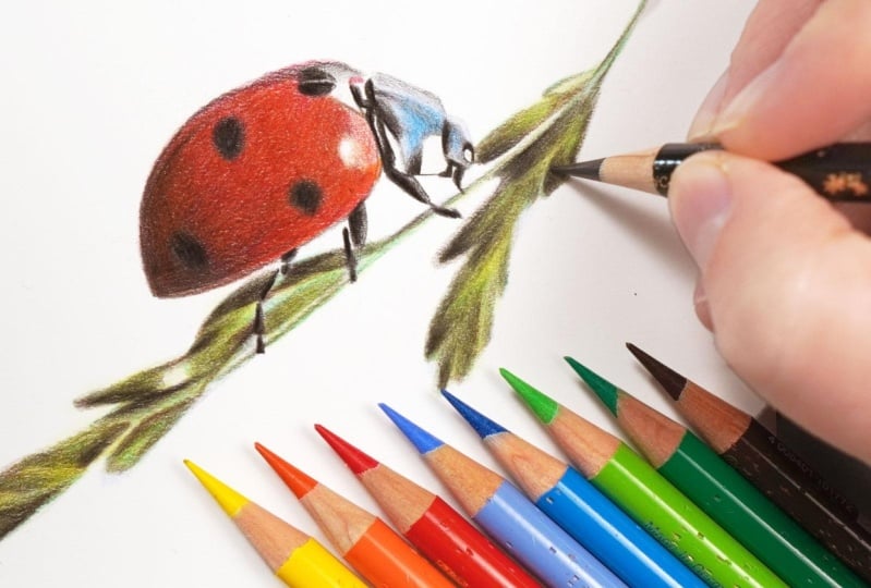 Ladybird Project
