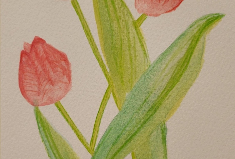 Tulips