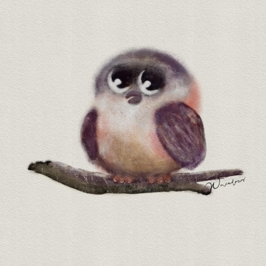 Baby Owl